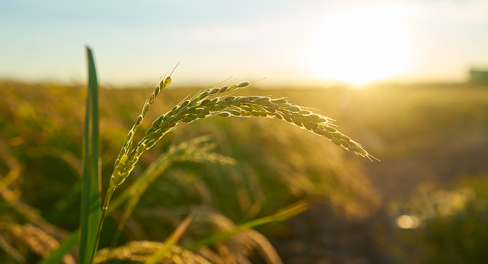 Foto Crise no Agronegócio: Ferramentas Adequadas Para a Reestruturação