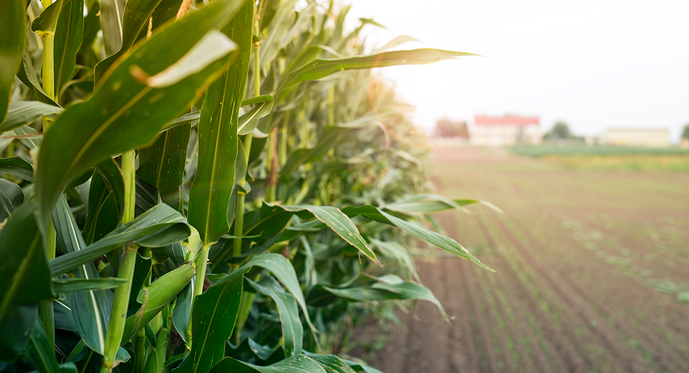 Foto Prorrogação da Dívida Rural: Um Direito do Produtor e Instrumento de Estabilidade Para o Agronegócio