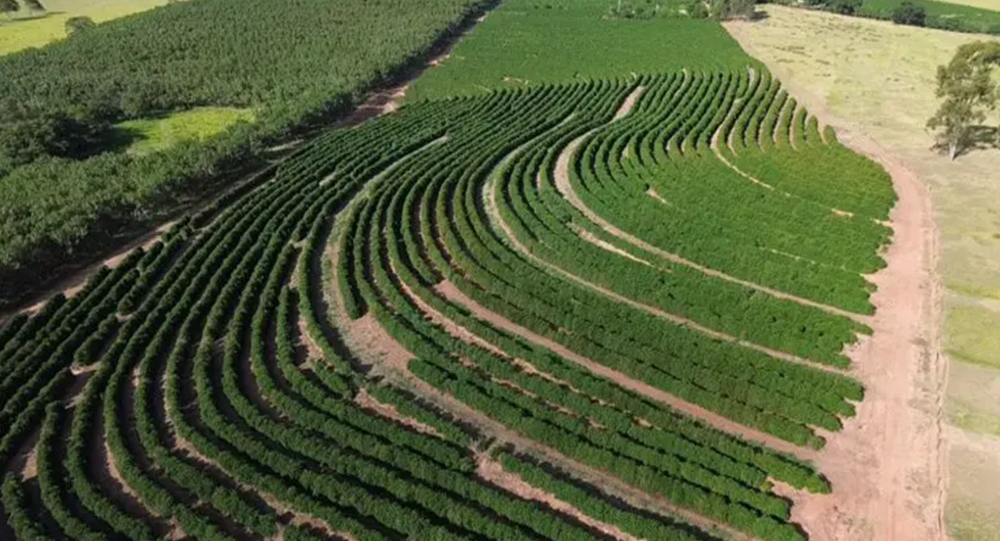 Foto Maior fazenda de café arábica do mundo terá investimento de R$ 1 bilhão; Veja onde
